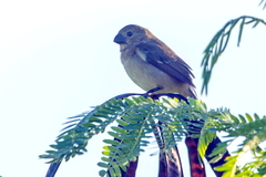 Sporophila americana