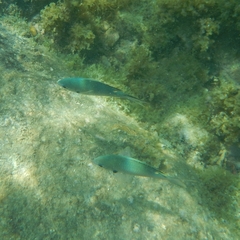 Azurina multilineata