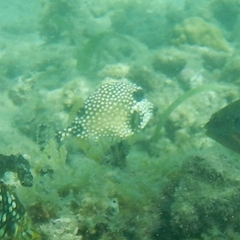 Lactophrys triqueter