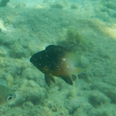 Stegastes partitus