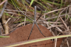Deinopis spinosa