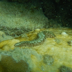 Hermodice carunculata