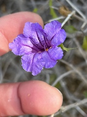 Ruellia californica