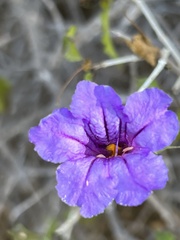Ruellia californica