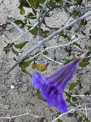 Ruellia californica