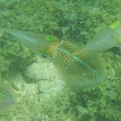 Sepioteuthis sepioidea