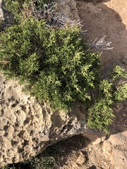 Juniperus turbinata