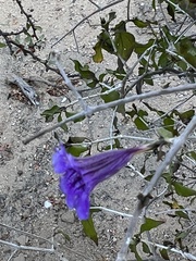 Ruellia californica