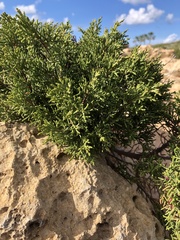 Juniperus turbinata
