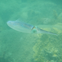 Sepioteuthis sepioidea