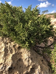 Juniperus turbinata