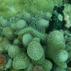 Hermodice carunculata