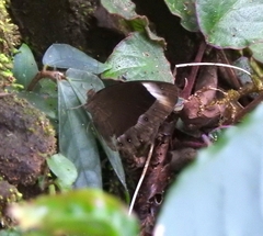 Mycalesis anaxias