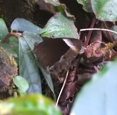 Mycalesis anaxias