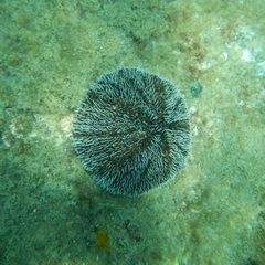 Tripneustes ventricosus