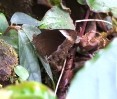 Mycalesis anaxias