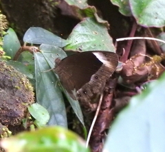 Mycalesis anaxias