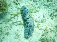 Holothuria mexicana