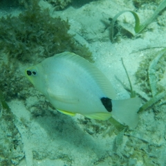 Hypoplectrus unicolor