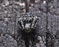 Araneus rotundulus