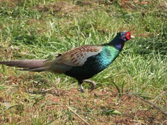 Phasianus versicolor