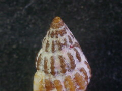 Alvania lineata