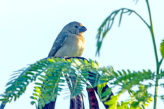 Sporophila americana