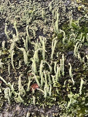 Cladonia rei