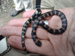 Atractus obesus