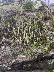 Cladonia rei