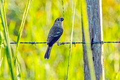 Sporophila americana