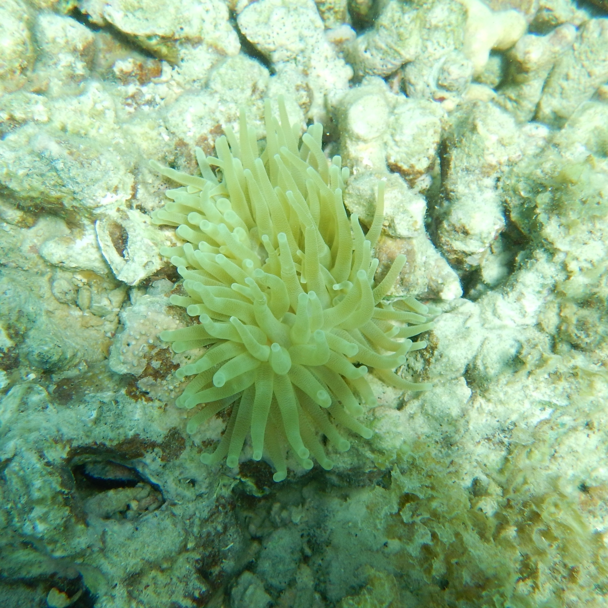 atlantic anemone, caribbean anemone, condy, condy anemone, florida pink-tipped anemone, giant anemone, giant caribbean anemone, giant carribean anemone, haitian pink-tipped anemone, karibische goldrose, pink-tipped anemone, purple-tipped anemone