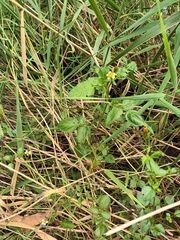 Bidens pilosa pilosa