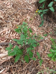 Bidens pilosa pilosa