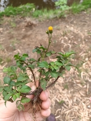 Bidens pilosa pilosa