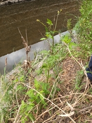 Bidens pilosa pilosa