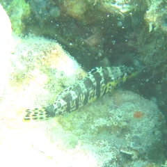 Serranus tigrinus