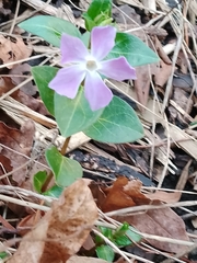 Vinca major