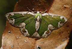 Eucyclodes insperata
