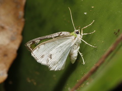 Eucyclodes insperata