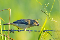 Sporophila americana