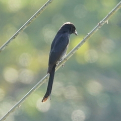 Dicrurus macrocercus harterti