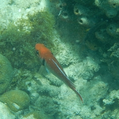 Myripristis jacobus