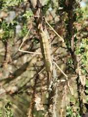 Archimantis sobrina