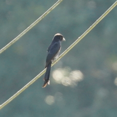 Dicrurus macrocercus harterti
