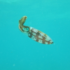 Sepioteuthis sepioidea