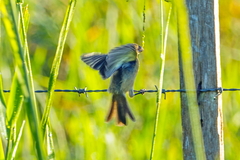 Sporophila americana