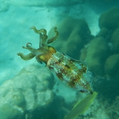 Sepioteuthis sepioidea