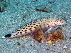 Parapercis hexophtalma