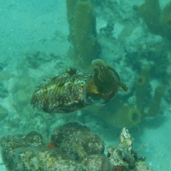 Sepioteuthis sepioidea